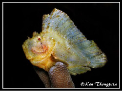 Leaf Fish at Barracuda Point dive site, Sipadan by Ken Thongpila 